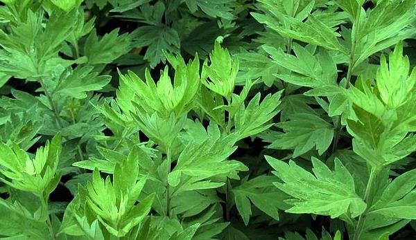 艾葉怎么種 艾葉種植技術(shù)