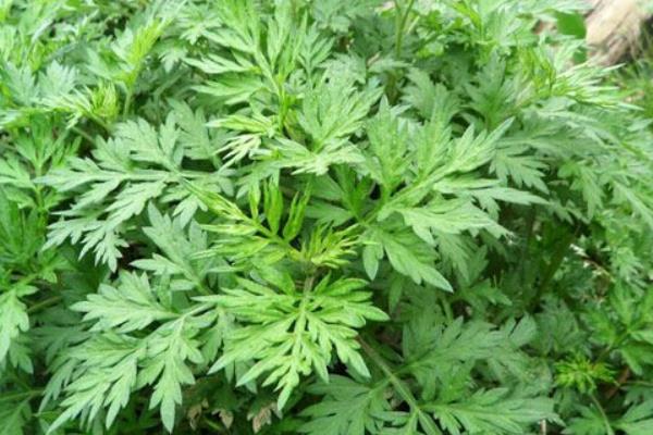 艾葉怎么種 艾葉種植技術(shù)