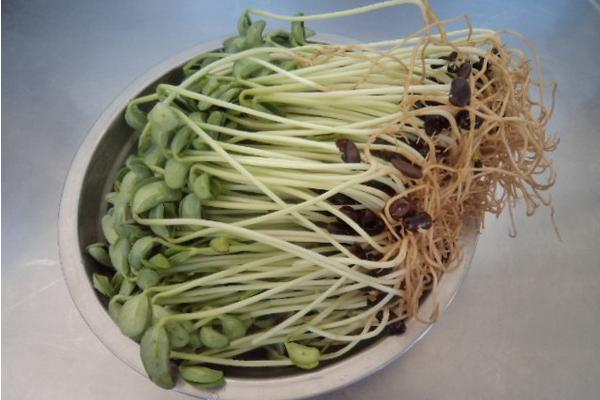 黑豆苗怎么做好吃又簡單 黑豆苗的營養價值