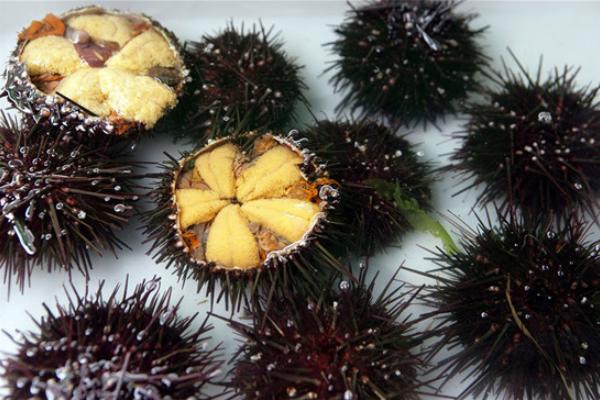 海膽市場(chǎng)價(jià)格多少錢一斤 海膽怎么挑選
