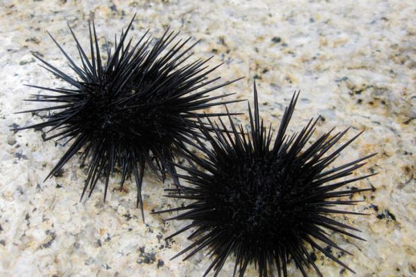 海膽好吃嗎 海膽有毒嗎