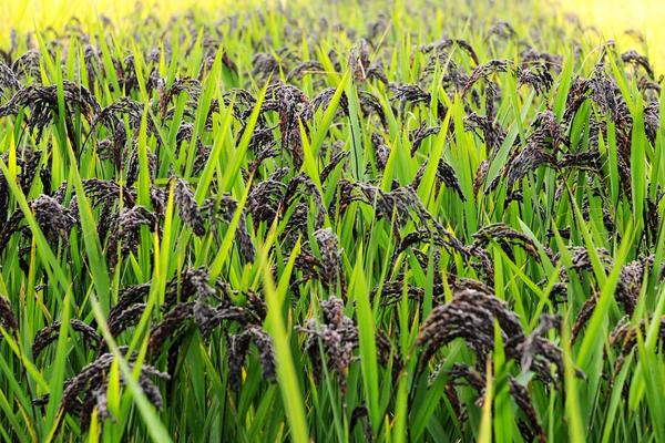 黑米是怎么種出來的 黑米種植條件