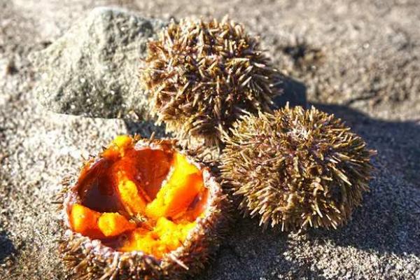 馬糞海膽市場(chǎng)價(jià)格多少錢一斤 馬糞海膽怎么吃