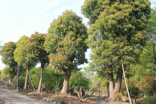 樟木和香樟木一樣嗎 香樟木和樟木的區別是什么