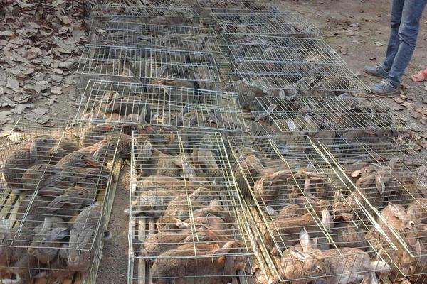 電視節(jié)目的致富技術(shù)有些是騙人 農(nóng)民想要致富應該怎么辦 趕緊來了解