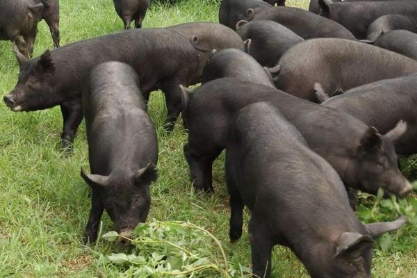 電視節(jié)目的致富技術(shù)有些是騙人 農(nóng)民想要致富應該怎么辦 趕緊來了解