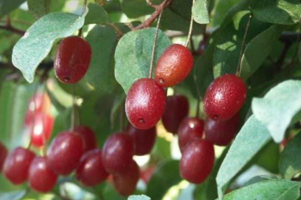 羊奶果市場價格多少錢一斤 羊奶果的功效與作用