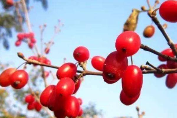 羊奶果市場價格多少錢一斤 羊奶果的功效與作用