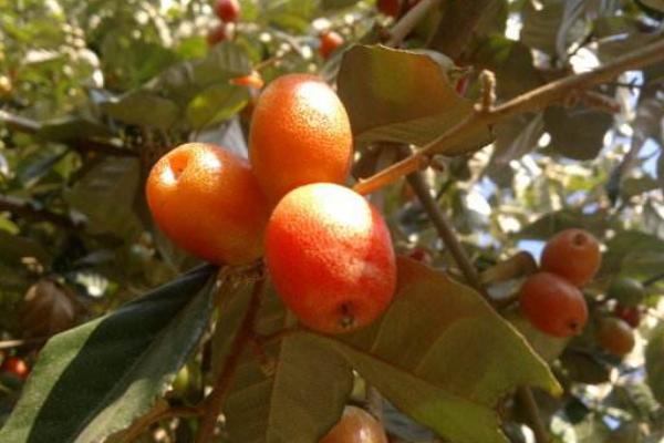 羊奶果市場價格多少錢一斤 羊奶果的功效與作用