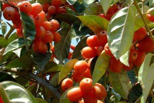 羊奶果市場價格多少錢一斤 羊奶果的功效與作用