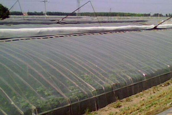 這三類“蔬菜大棚”將面臨拆除 如何區分違規違建的“蔬菜大棚”