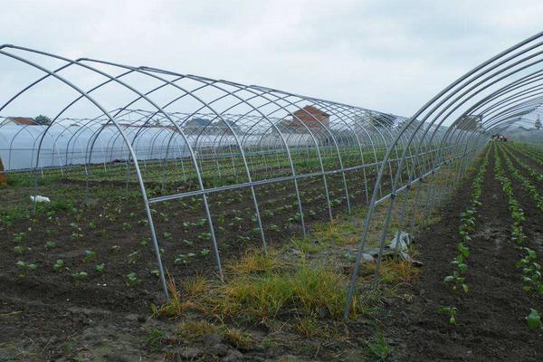 這三類“蔬菜大棚”將面臨拆除 如何區分違規違建的“蔬菜大棚”