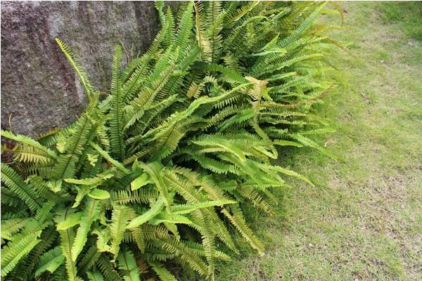 腎蕨是什么 為什么這種野草能讓農民有利可獲