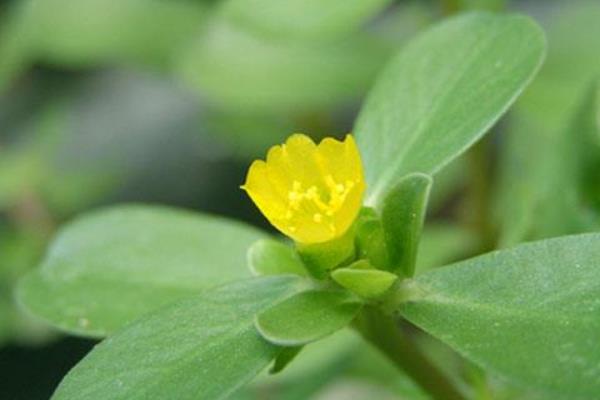 老鼠耳與馬齒莧的區(qū)別是什么 孕婦能吃老鼠耳菜嗎