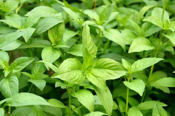 荊芥市場價格多少錢一斤 荊芥產(chǎn)地在哪里