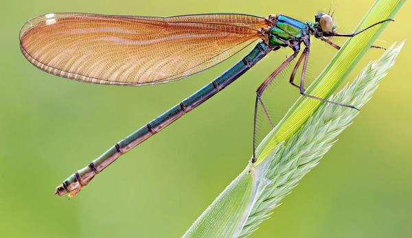 豆娘和蜻蜓的區別是什么 蜻蜓寓意和象征