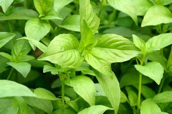 荊芥市場價格多少錢一斤 荊芥產(chǎn)地在哪里