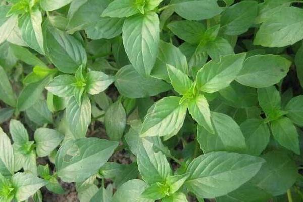 荊芥市場價格多少錢一斤 荊芥產(chǎn)地在哪里