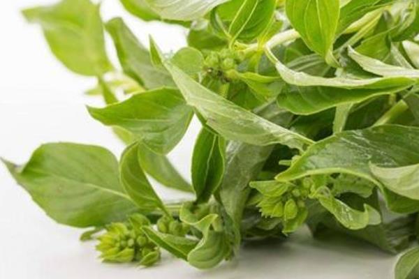 荊芥市場價格多少錢一斤 荊芥產(chǎn)地在哪里