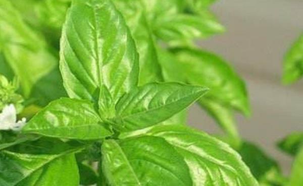 荊芥市場價格多少錢一斤 荊芥產(chǎn)地在哪里