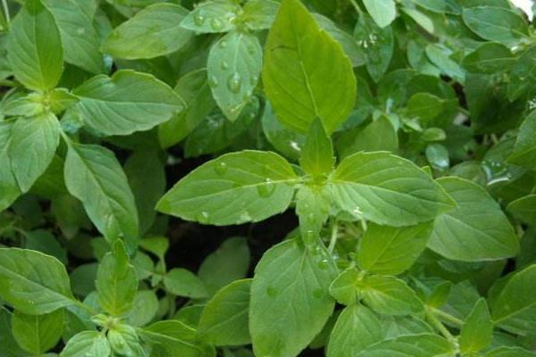 荊芥市場價格多少錢一斤 荊芥產(chǎn)地在哪里