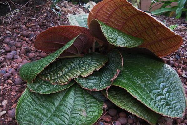 虎顏花可以做藥嗎 虎顏花藥用價值