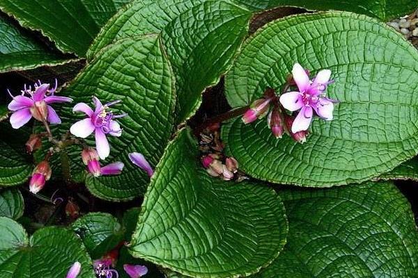 虎顏花可以做藥嗎 虎顏花藥用價值