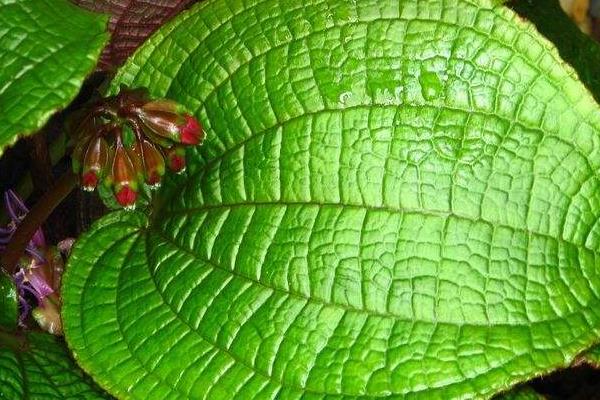 虎顏花可以做藥嗎 虎顏花藥用價值