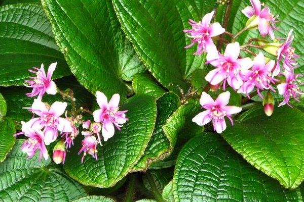 虎顏花可以做藥嗎 虎顏花藥用價值