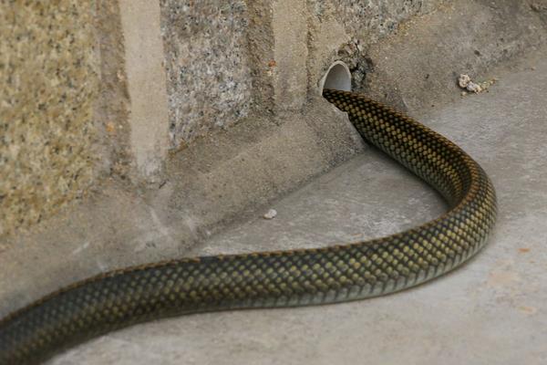 夢見無頭蛇是什么意思 女人夢到無頭蛇有什么預兆