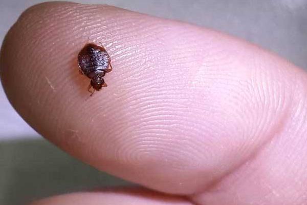 夢見跳蚤是什么意思 孕婦夢到好多跳蚤有什么預兆