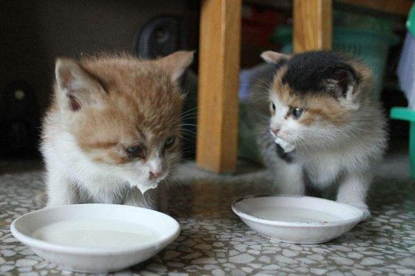 貓能喝羊奶嗎 小狗可以喝羊奶嗎