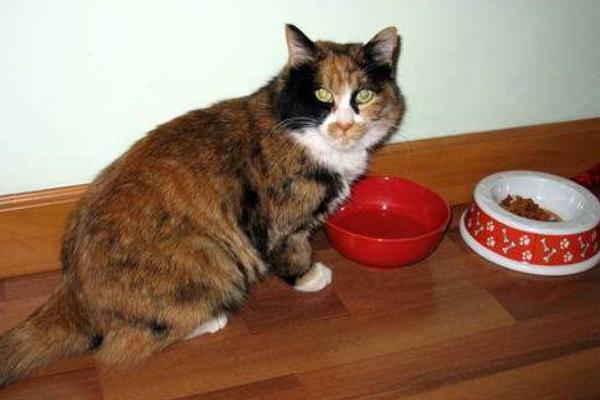 貓能喝羊奶嗎 小狗可以喝羊奶嗎