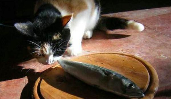 貓能喝羊奶嗎 小狗可以喝羊奶嗎