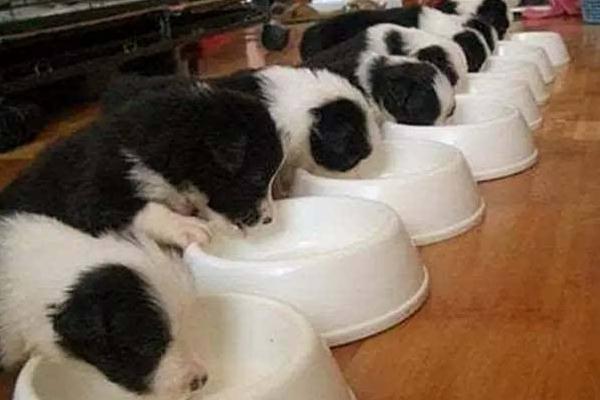 貓能喝羊奶嗎 小狗可以喝羊奶嗎