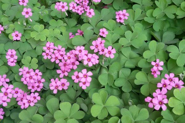 醡漿草和三葉草的區別是什么 酢漿草怎么施肥