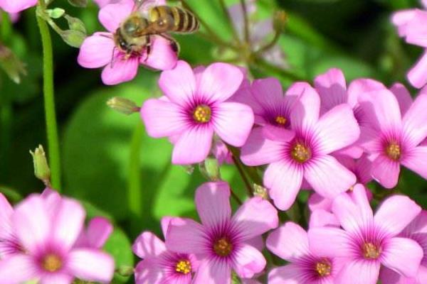 醡漿草和三葉草的區別是什么 酢漿草怎么施肥