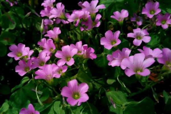 醡漿草和三葉草的區別是什么 酢漿草怎么施肥