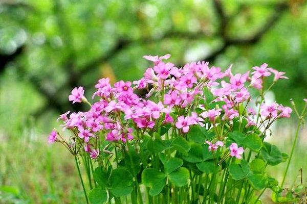 醡漿草和三葉草的區別是什么 酢漿草怎么施肥