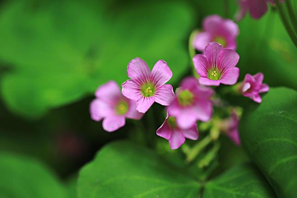 醡漿草和三葉草的區別是什么 酢漿草怎么施肥