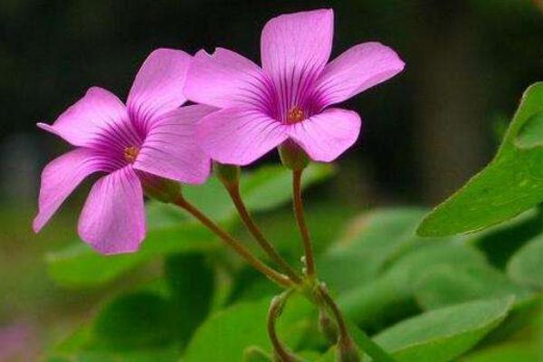 醡漿草和三葉草的區別是什么 酢漿草怎么施肥