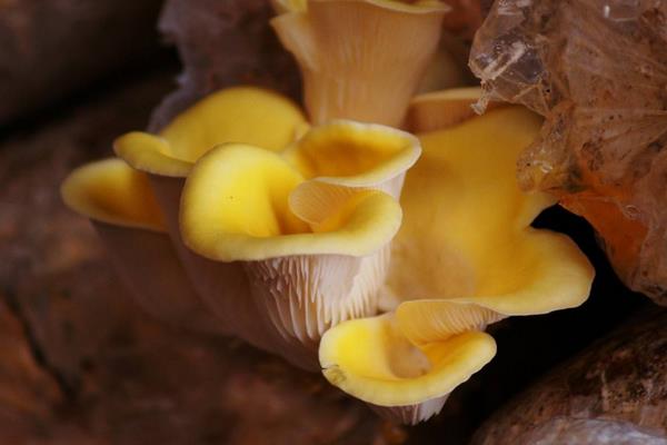 榆黃蘑怎么做好吃又簡單 家常榆黃蘑湯做法