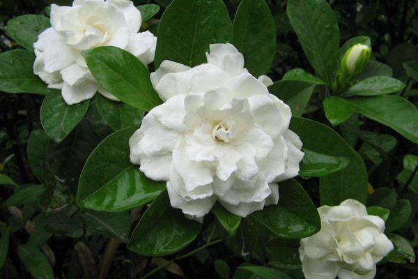 梔子花的功效與作用及禁忌 梔子花藥用價值