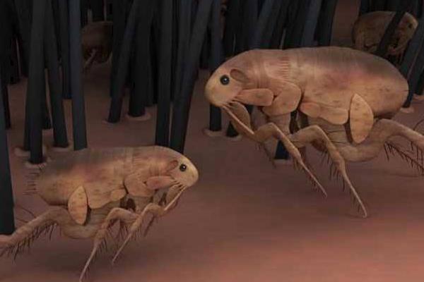 跳蚤是什么 跳蚤怎么來的