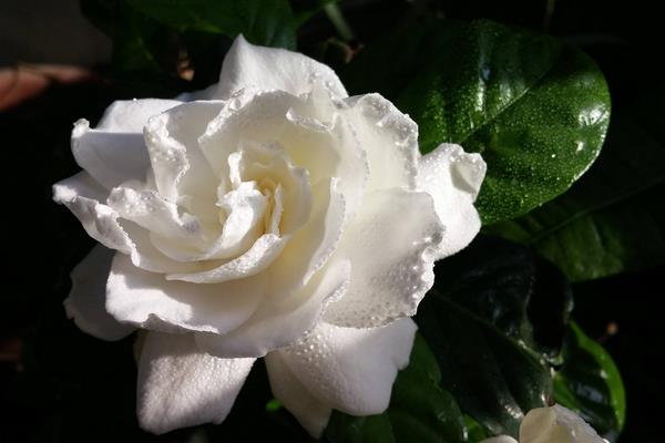 梔子花怎么修剪 梔子花怎么繁殖（扦插方法）