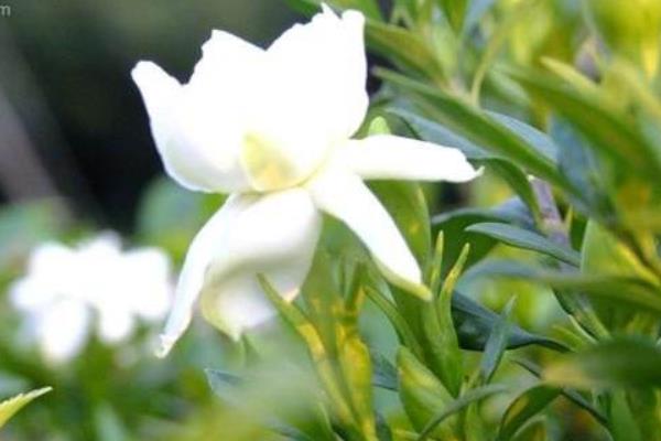 梔子花怎么修剪 梔子花怎么繁殖（扦插方法）