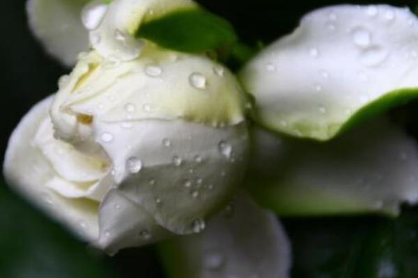 梔子花怎么修剪 梔子花怎么繁殖（扦插方法）