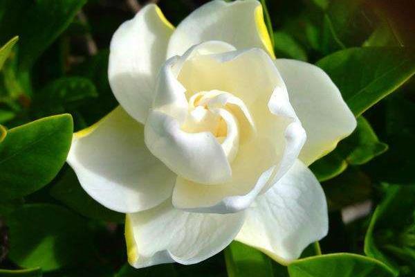 梔子花怎么修剪 梔子花怎么繁殖（扦插方法）