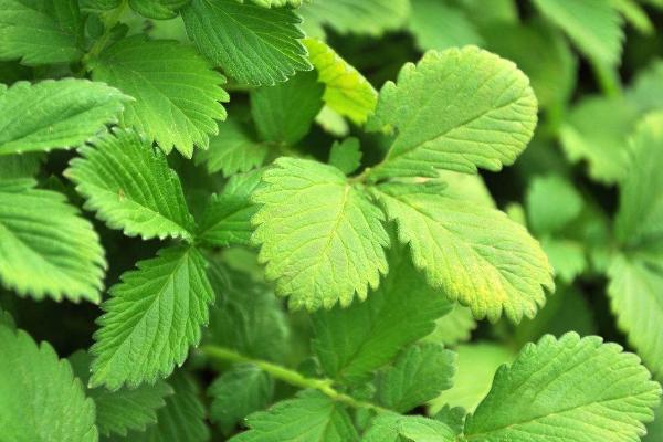 仙鶴草怎么吃 仙鶴草怎么服用