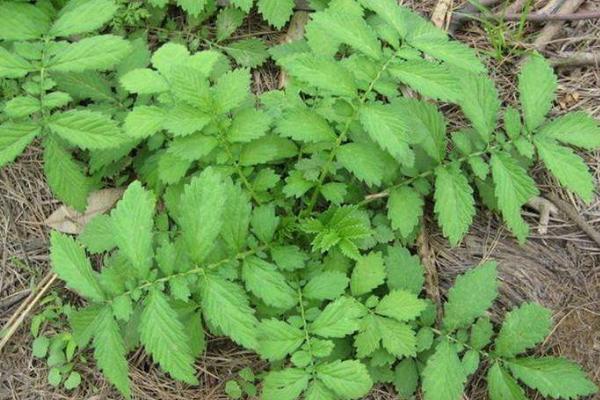 仙鶴草的功效與作用及禁忌 仙鶴草孕婦可以吃嗎